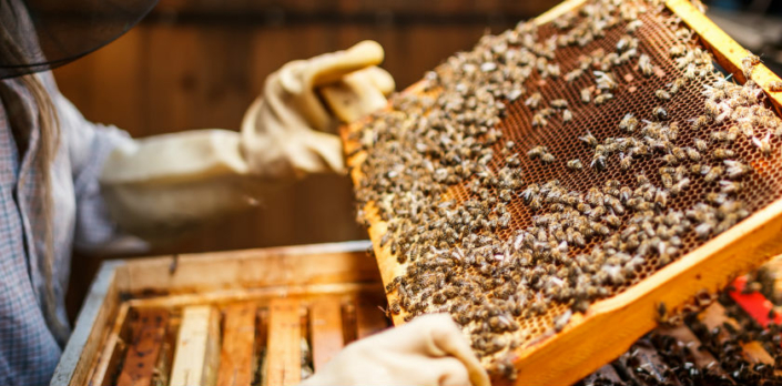 Apoios à apicultura