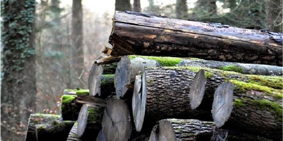 parque madeira queimada